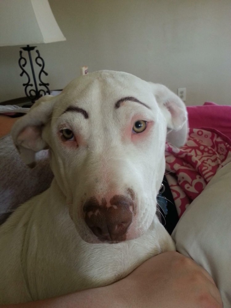 Собака с бровями