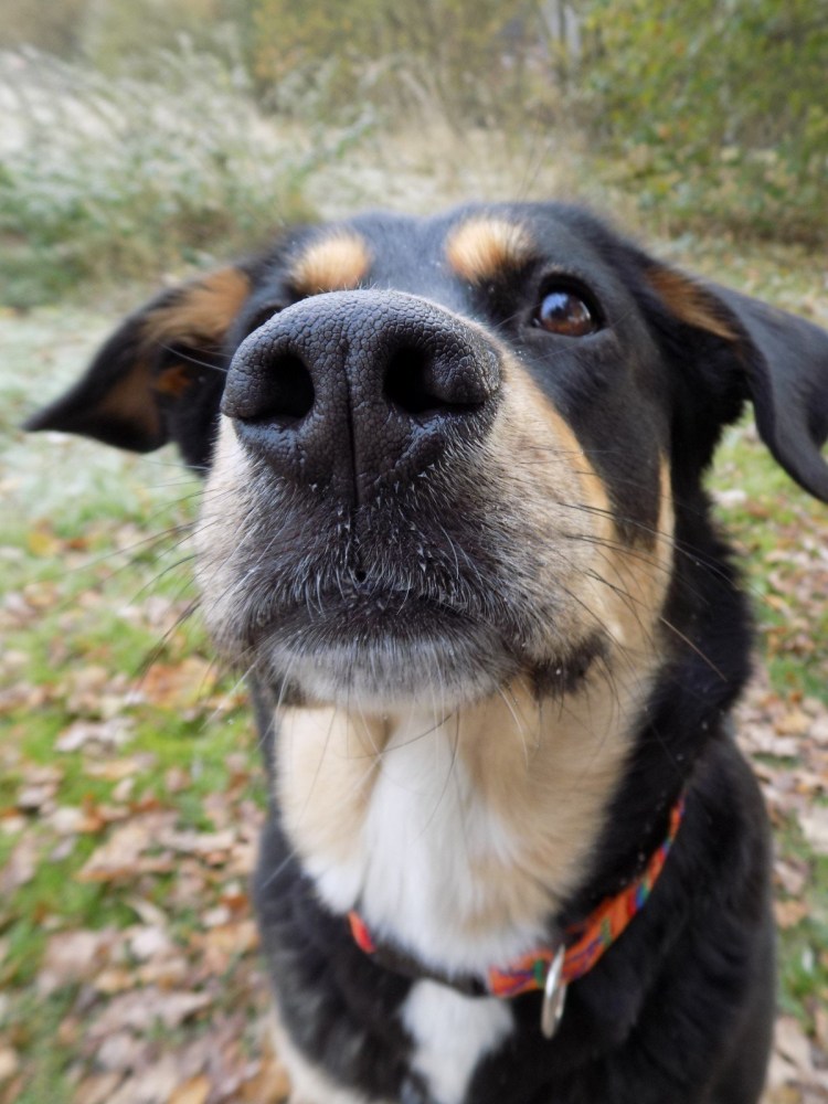 Кутенок бультерьера