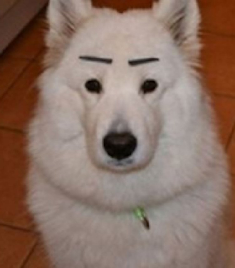 Собака с бровями Братск