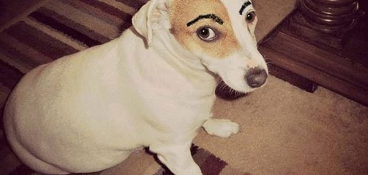 Собака с накрашенными бровями