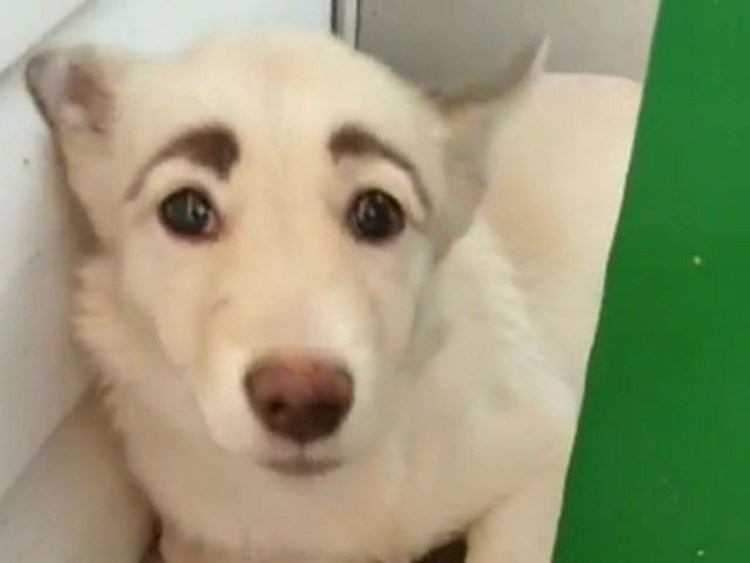 Собака с бровями