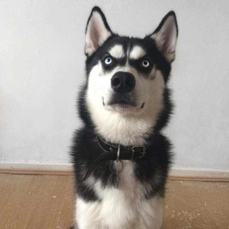 Бордер колли гетерохромия