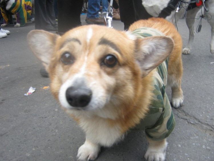 Собака с бровями