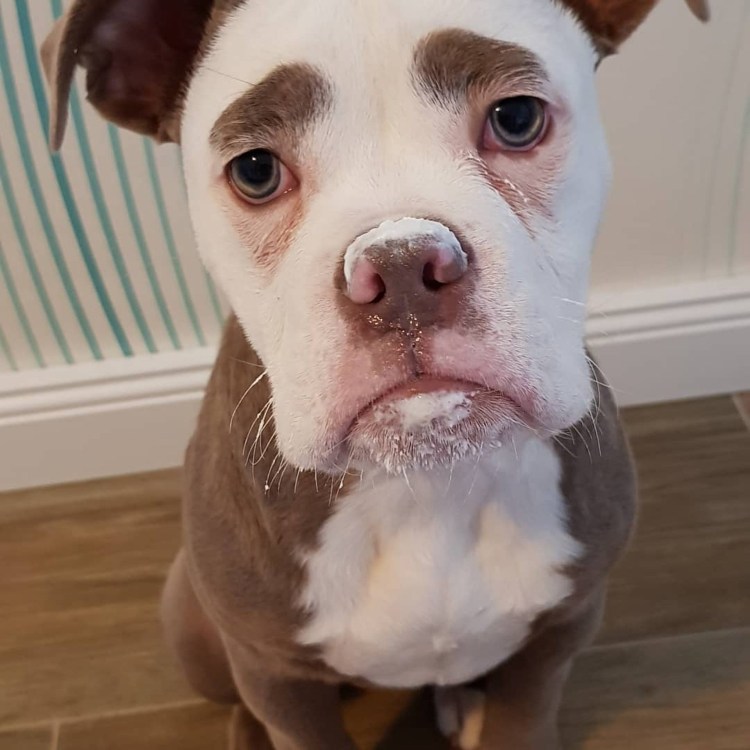 Собака Бетти Братск