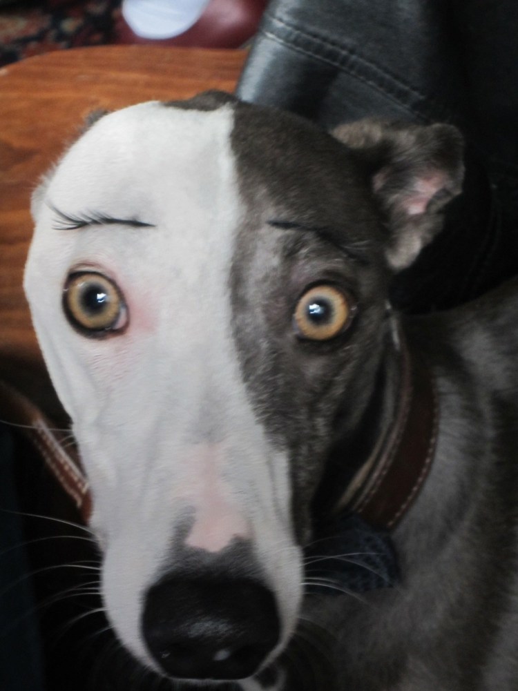 Собака с бровями