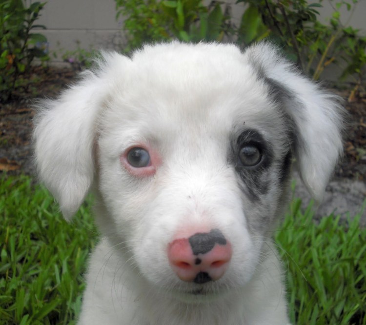 Джек Рассел альбинос