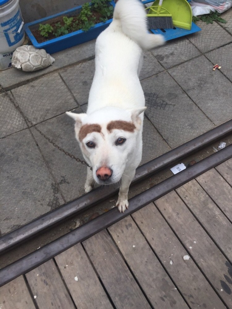 Собака с бровями улыбается