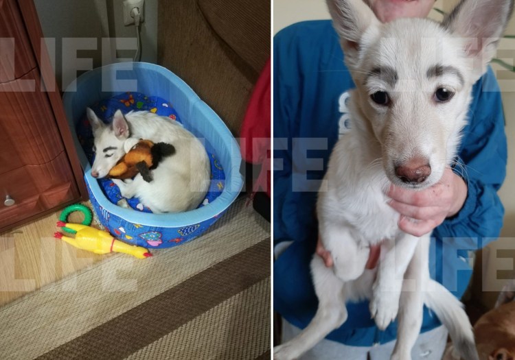 Брови у животных