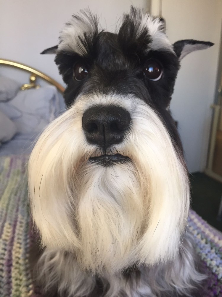 Хаски с бровями