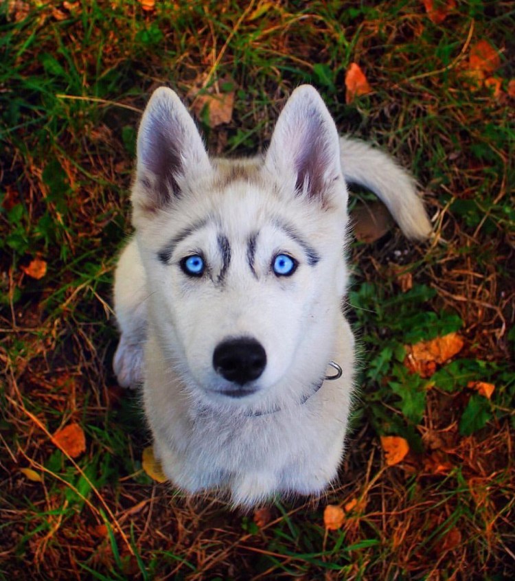 Бультерьер снап