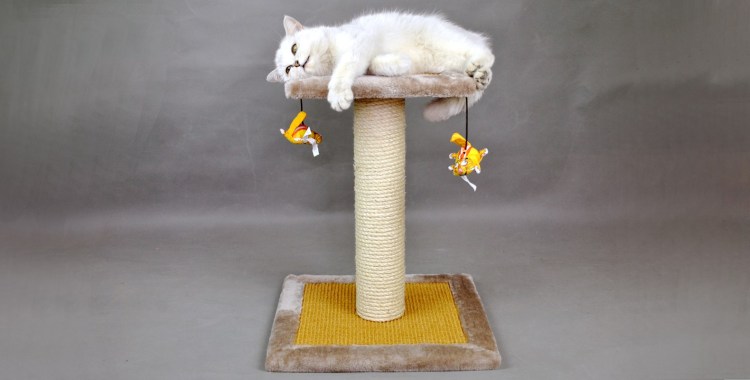 Когтедралки для котов