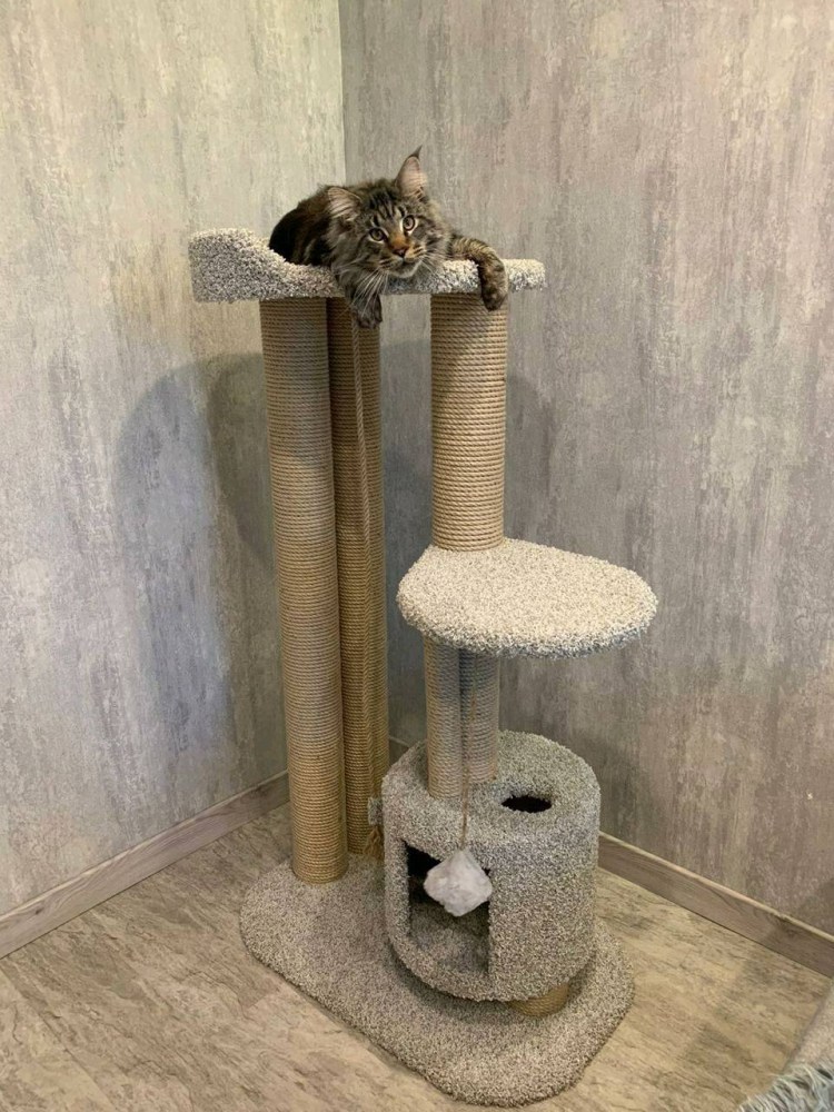 Когтеточка для котов