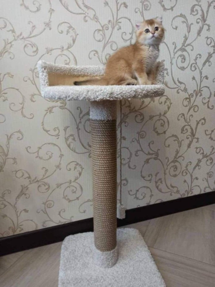 Когтеточка из трубы канализации