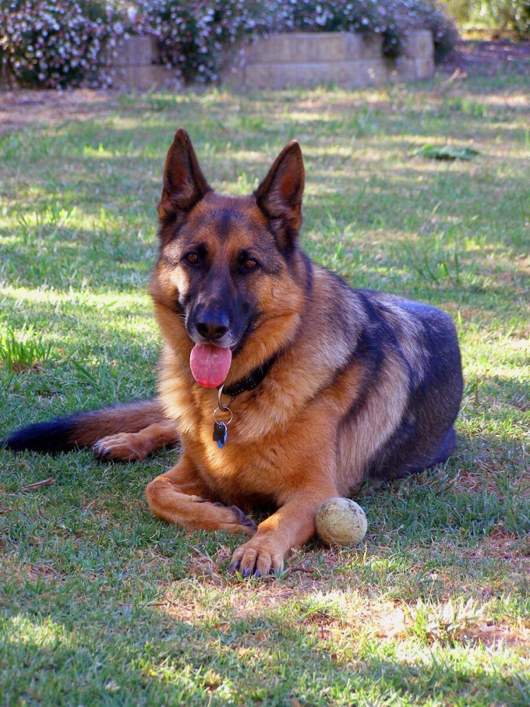 Немецкая овчарка Тассо