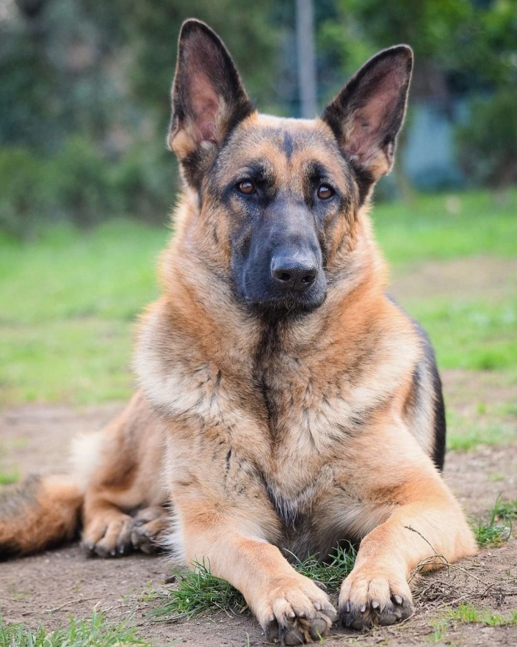 Джерман Шеферд