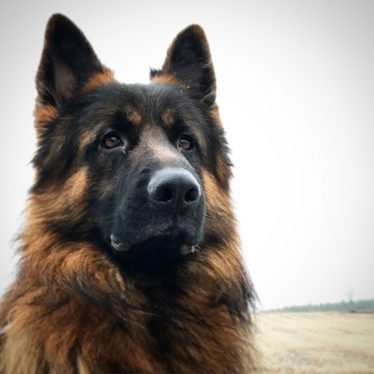 Овчарка GSD