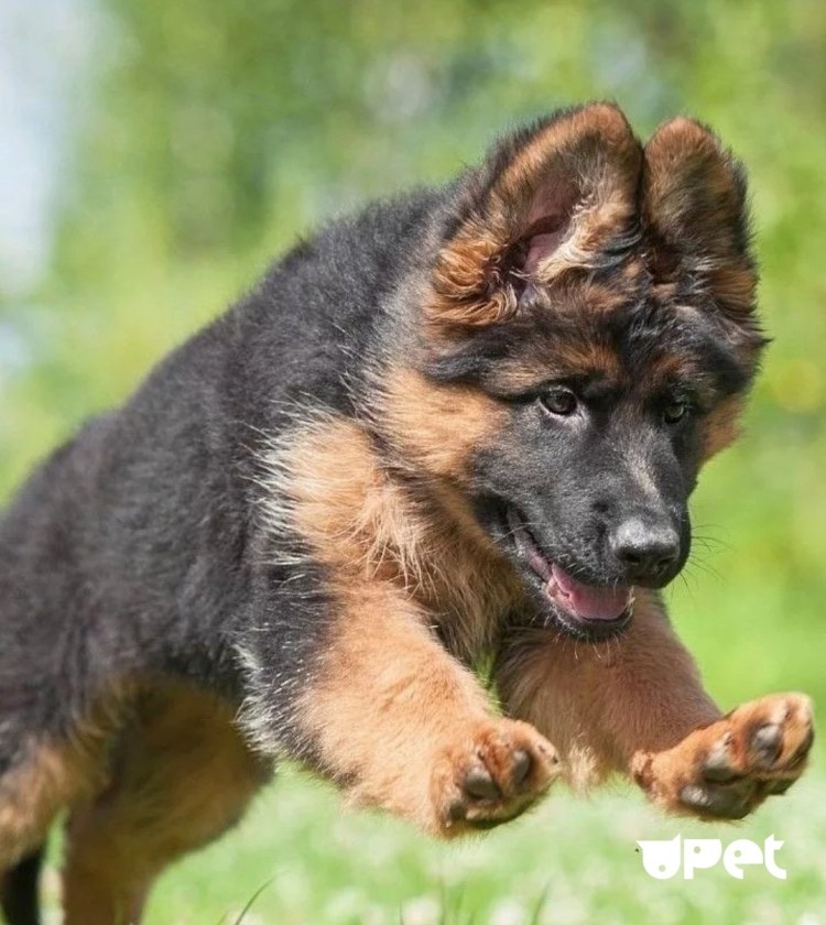 2 Немецкие овчарки