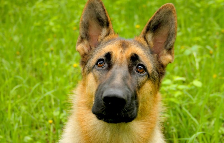 Леонбергер и Кавказская овчарка