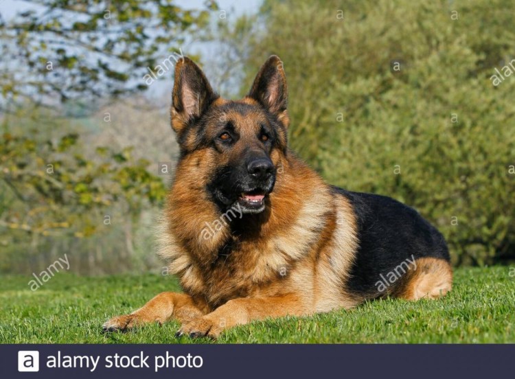 Статная немецкая овчарка