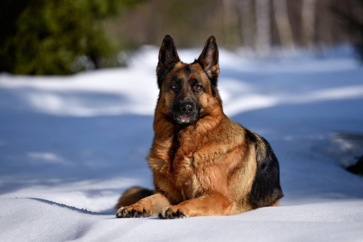 Собаки больших пород