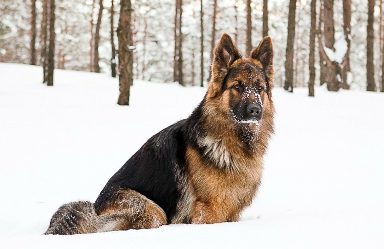 Собака немецкая овчарка