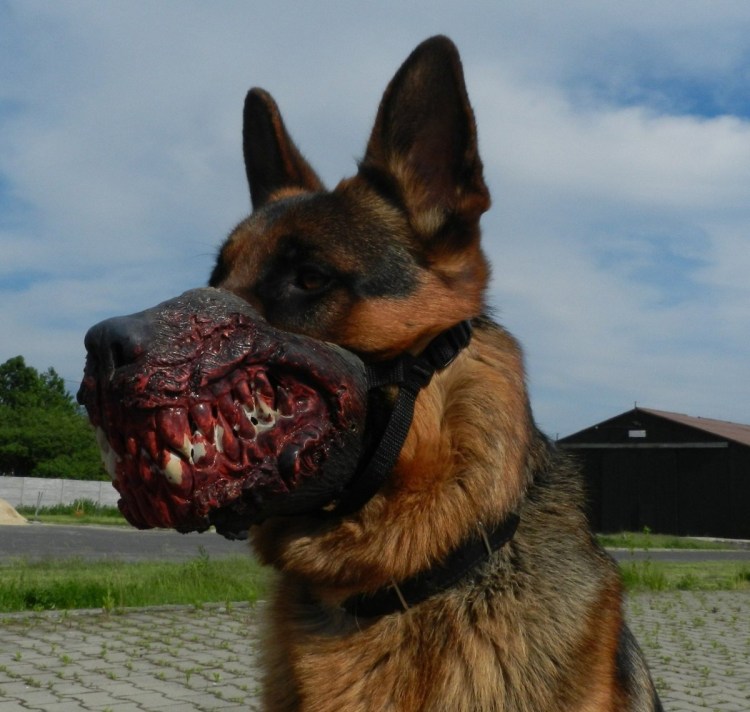 Кавказская овчарка 110 кг