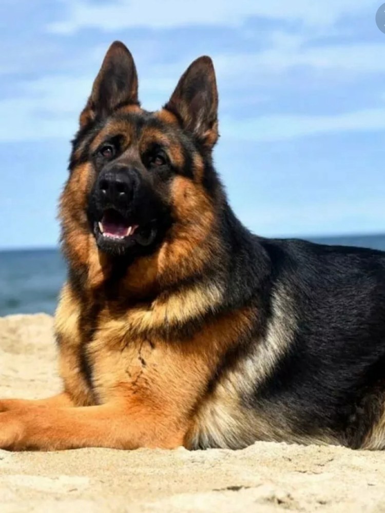 Немецкая овчарка длинношерстная