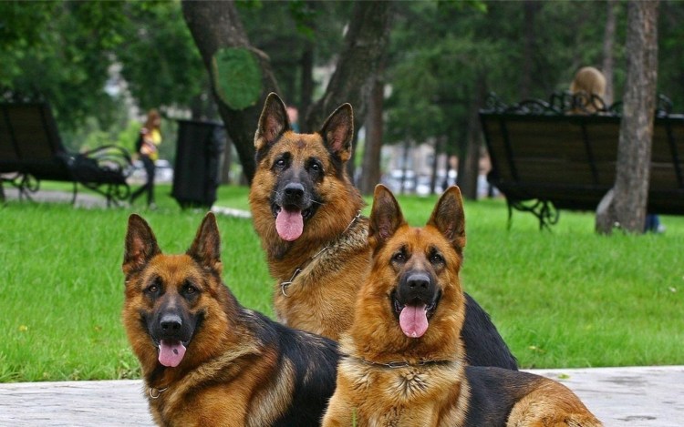 Немецкая овчарка