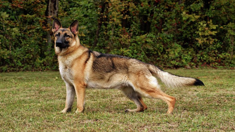 Куньминская овчарка