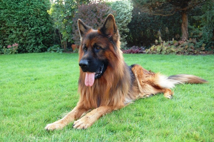 Длинношёрстная немецкая овчарка в снегу