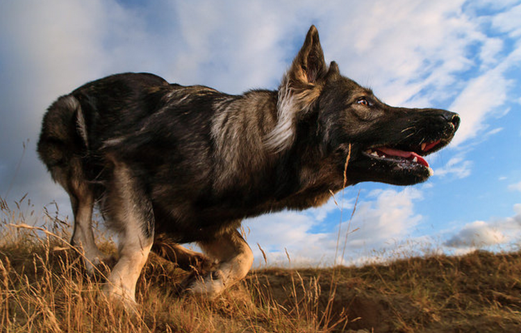 Немецкая овчарка Шеферд