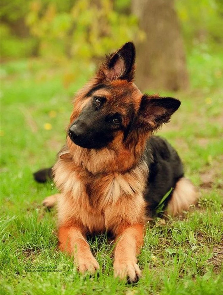 Куньминская овчарка