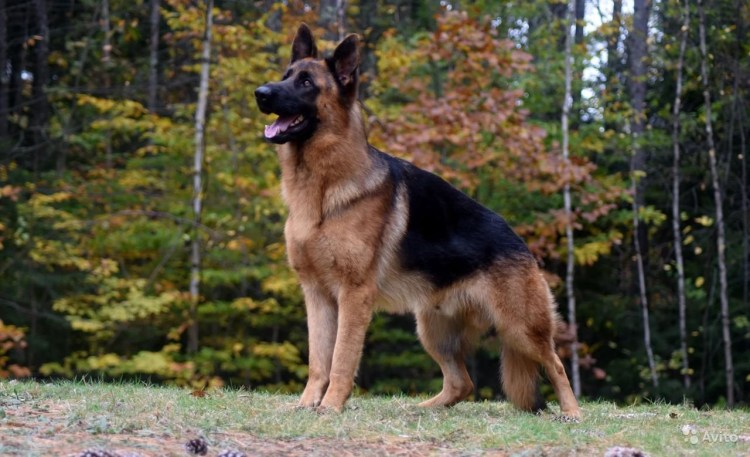 Немецкая овчарка