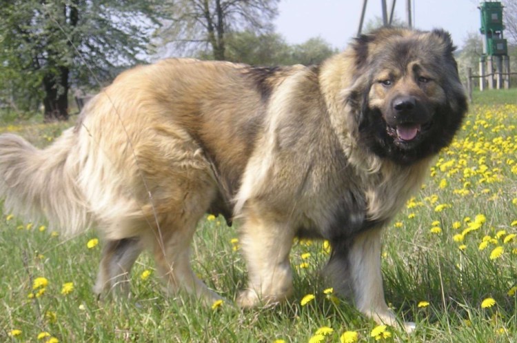 Немецкая овчарка Шеферд