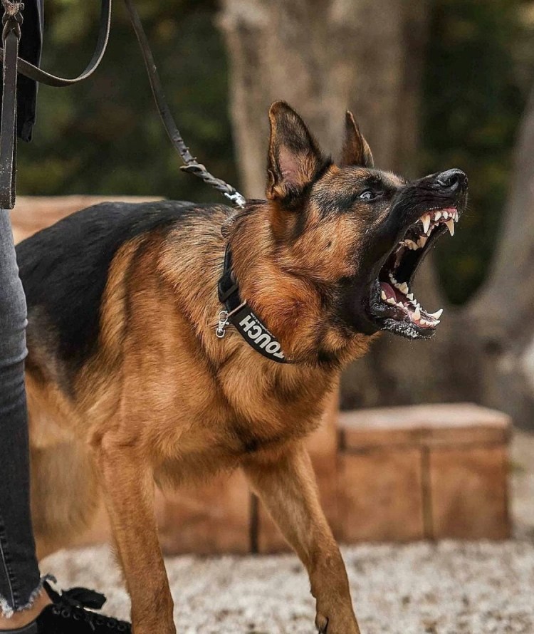 Собака немецкая овчарка