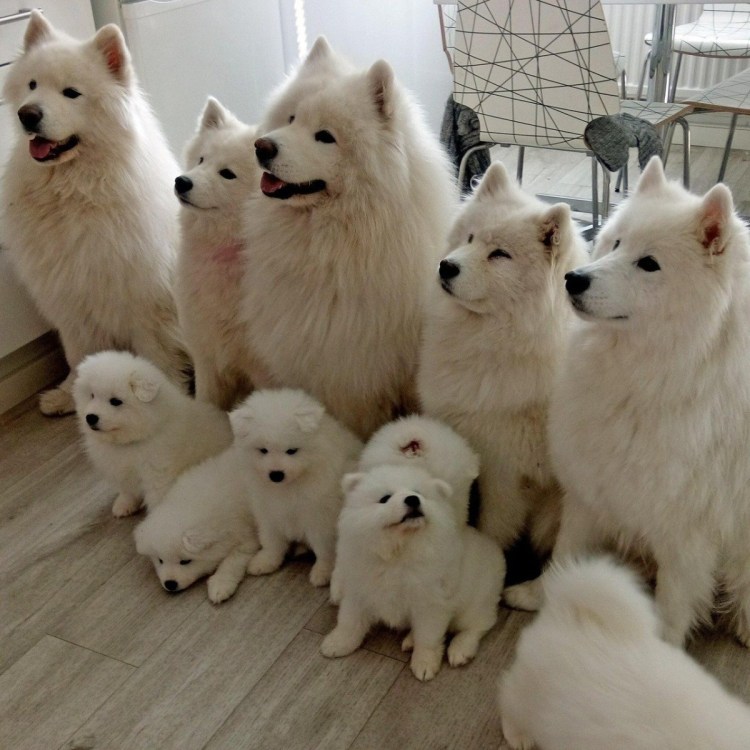 Самоедская овчарка