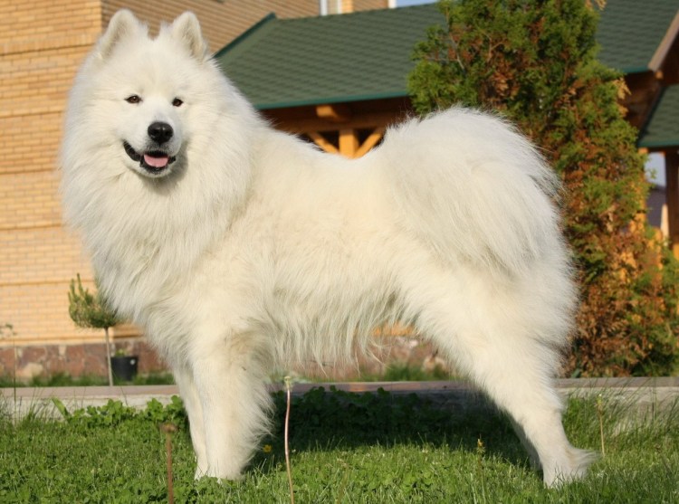 Шпиц самоед