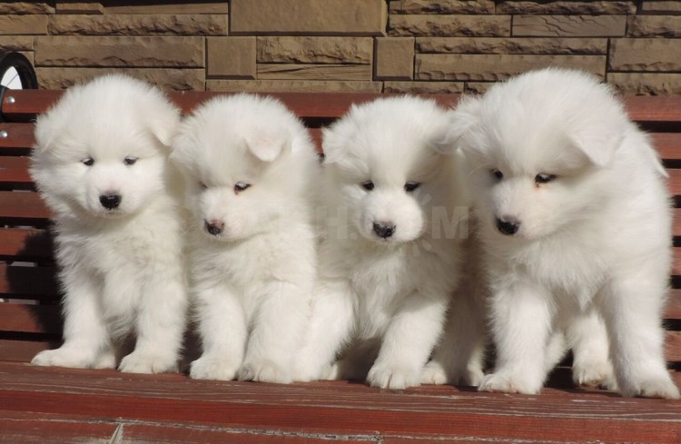 Лайка самоед