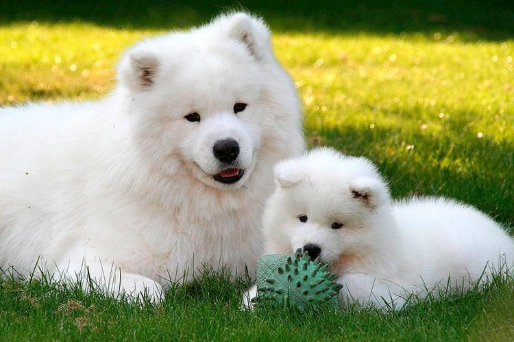 Хаски самоед