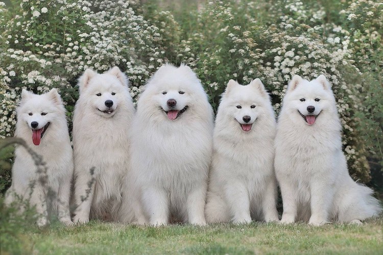 Шпиц самоед