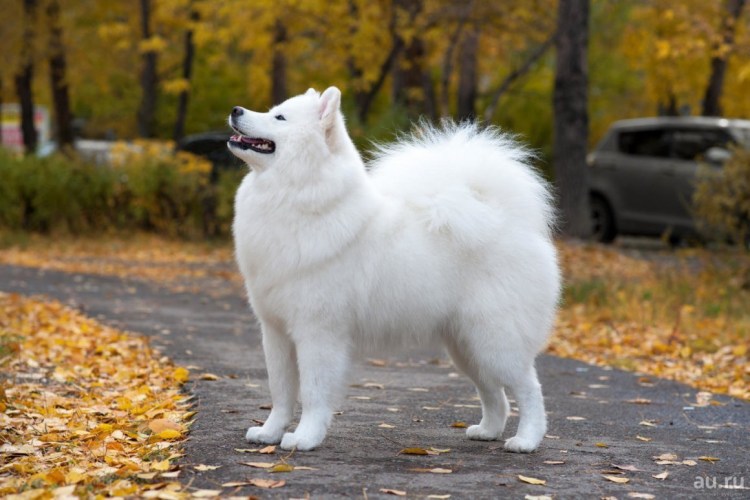 Самоед и Доберман