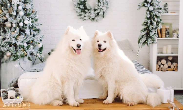 Самоед щенок