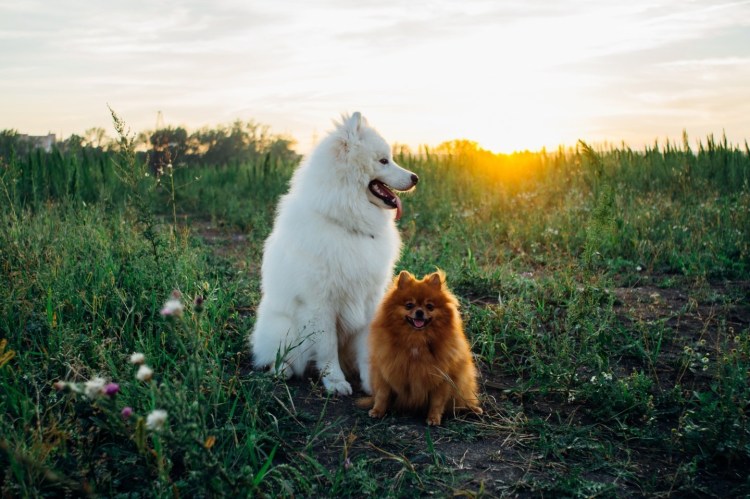 Самоедская лайка Камчатка