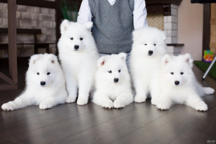 Самоед собака щенок