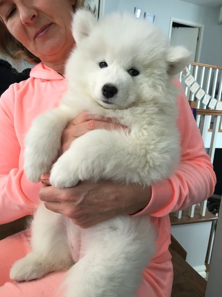 Самоедская лайка щенки