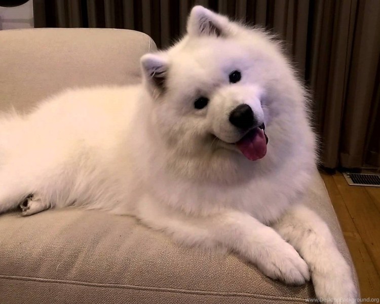 Самоедская лайка щенки