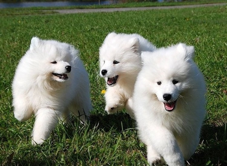 Самоед ездовая собака