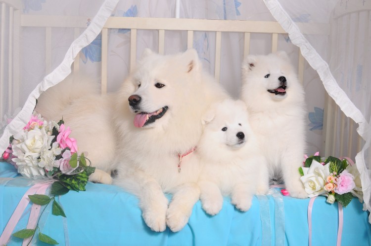 Шпиц самоед