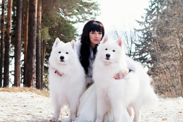 Самоедская лайка