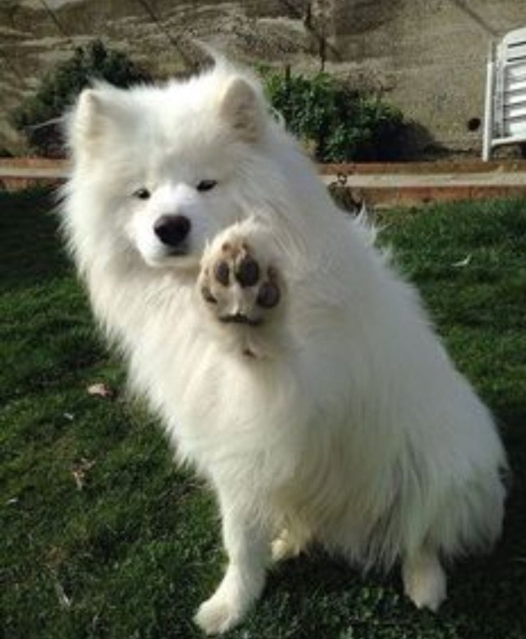 Самоедская лайка серая